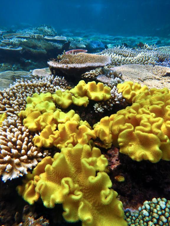 Mai Dive' Astrolabe Reef Resort Naqara Exterior foto