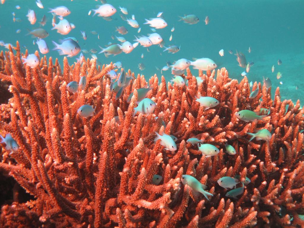 Mai Dive' Astrolabe Reef Resort Naqara Exterior foto