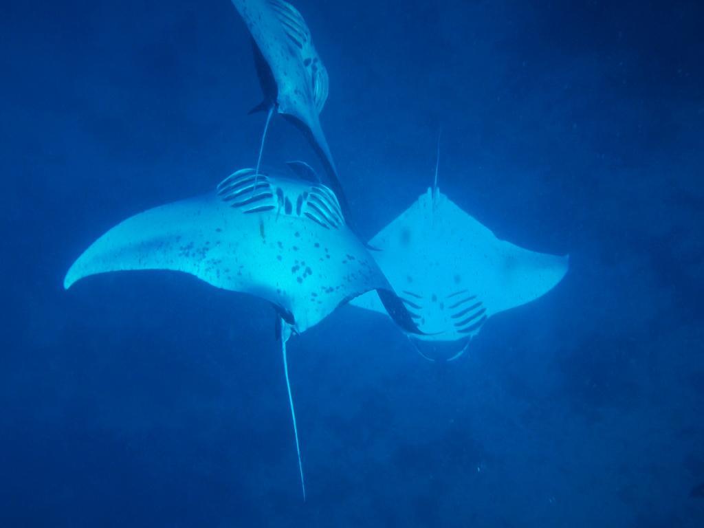 Mai Dive' Astrolabe Reef Resort Naqara Exterior foto